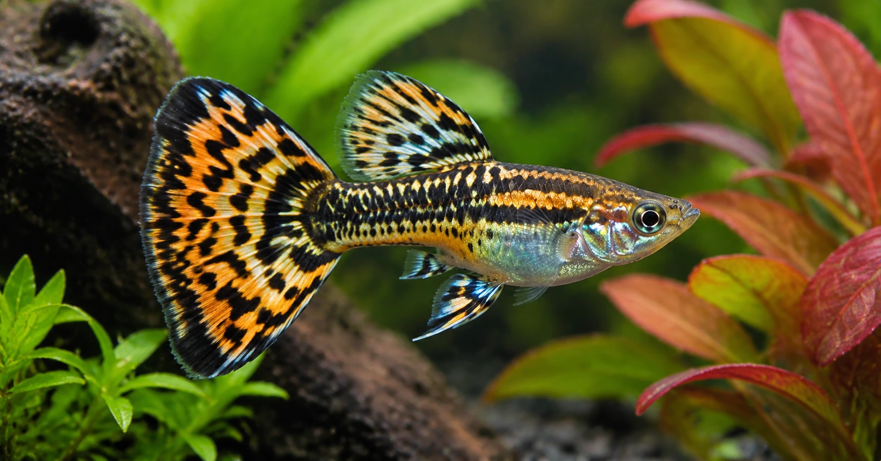 Guppy Tiger King Cobra: Khám Phá Loài Cá Độc Đáo Và Hấp Dẫn - image 3